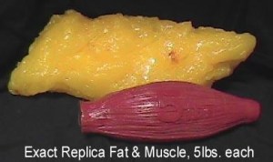 muscle-fat