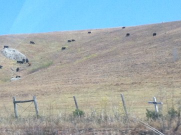 Look at those cows grazing!